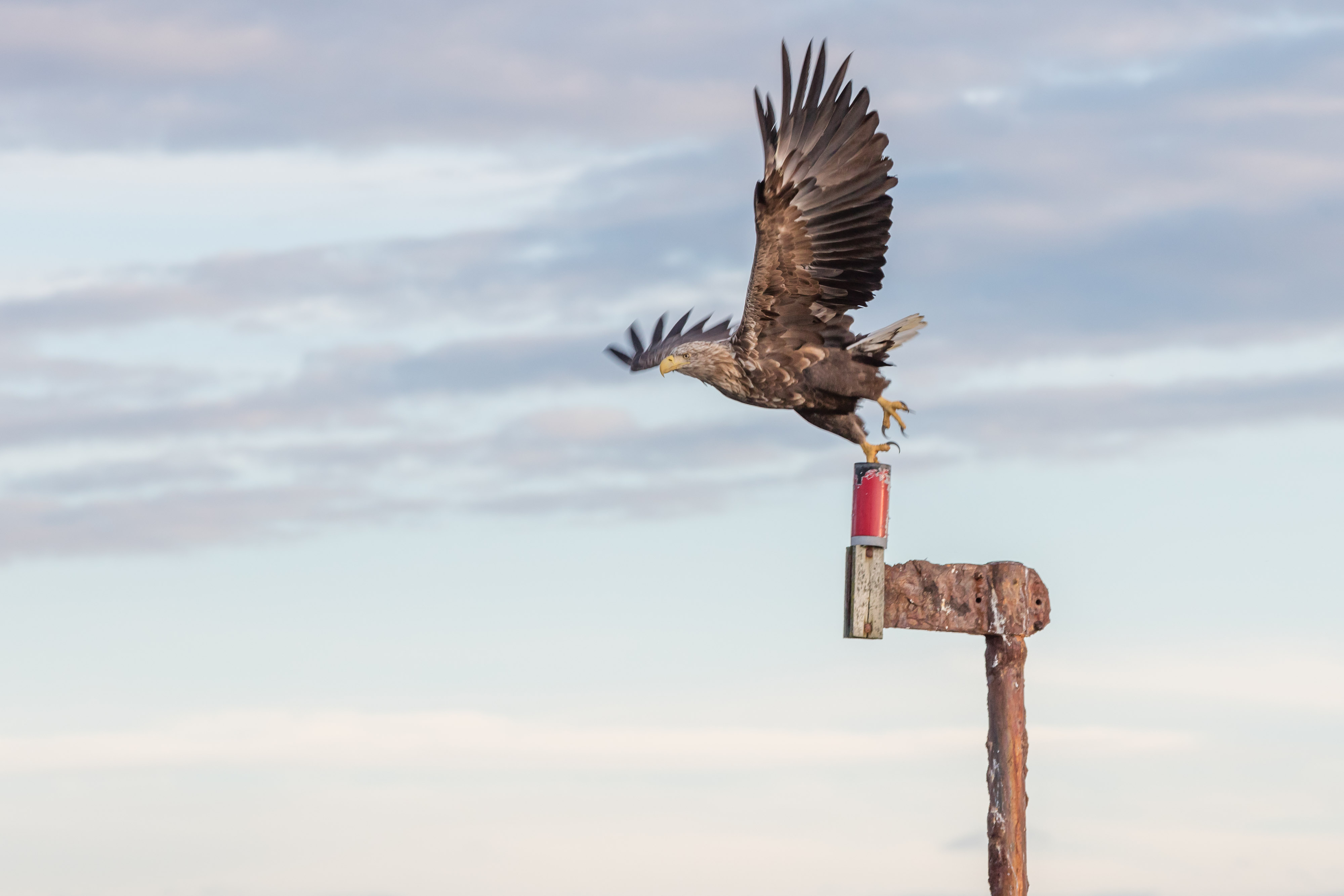 Sea-eagle-Hitra-norway-fotoknoff-sven-erik-knoff-1151